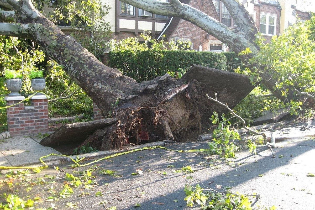 Sycamore tree tipped over by a storm in front of a brick house, its roots torn out of the ground